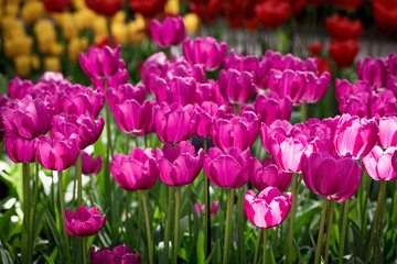 Obraz premium Tulip. colorful tulips. tulips in spring,colourful tulip