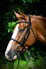 Obraz premium Horse and rider