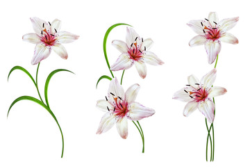 Flower lily isolated on white background. summer