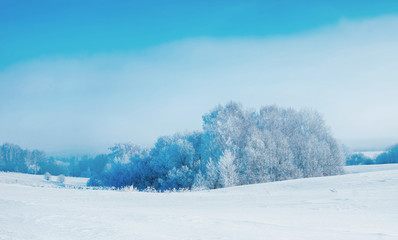 Fototapeta na wymiar Beautiful winter landscape in frosty day and remote grove covered with hoarfrost