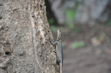 Iguana walking on the tree