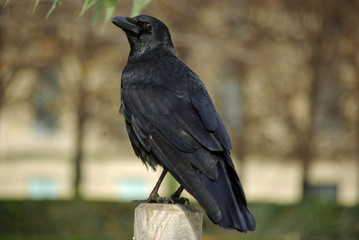 Corbeau au Jardin des Tuileries à Paris, France