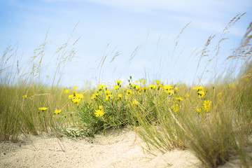 Yellow wild flowers in the dead dunes