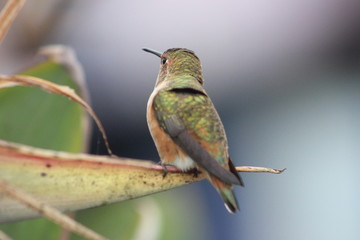 Adorable little hummingbird o a flower