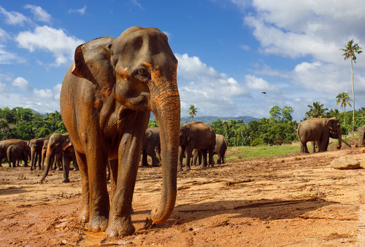 Fototapeta Herd of elephants in the nature