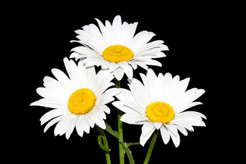 Daisies, beautiful white flowers. Floral wallpaper