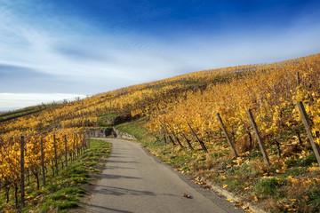 Road through colorful autumn Vineyards