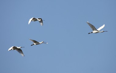 spatule blanche en vol,Platalea leucorodia