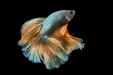 Rhythmic of Betta fish, siamese fighting fish,isolated on black