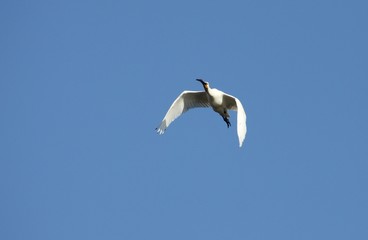 spatule blanche en vol,Platalea leucorodia