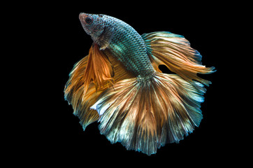 Rhythmic of Betta fish, siamese fighting fish,isolated on black