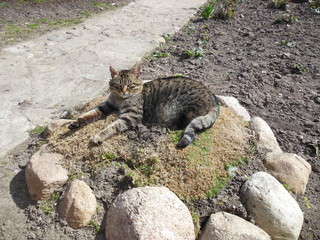 tabby cat