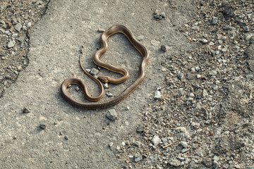 Brown snake on asphalt road