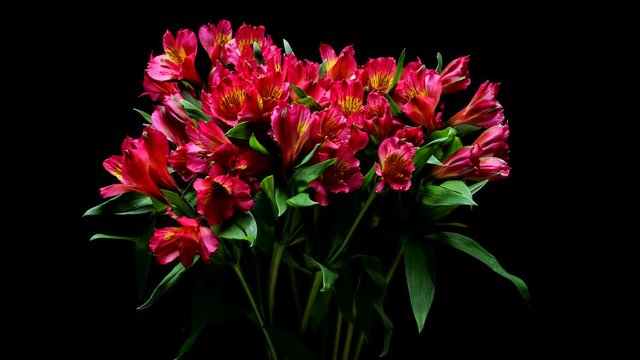 Time-lapse of pink and yellow Alstroemeria flowers blooming. Studio shot over black.