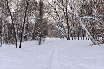Winter cloudy day in the forest in the countryside - snow, trees
