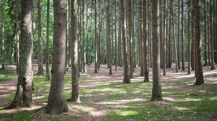 Forest / nature view