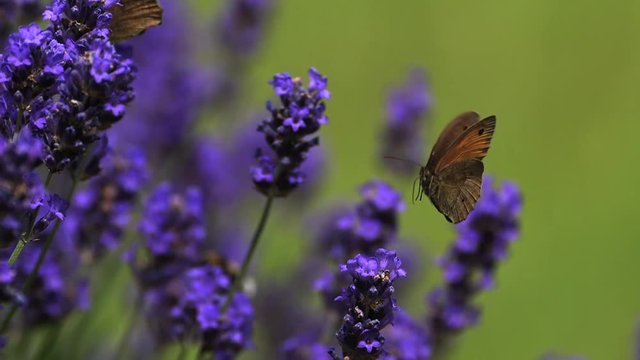 Gatekeeper Butterfly, pyronia tithonus, Sucking Nectar from Laverder Flowers, Normandy, Slow motion