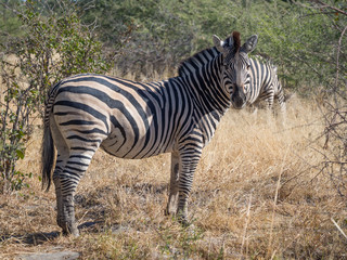 Large zebra staring towards the photographer on safari in Moremi National Park, Botswana, Africa