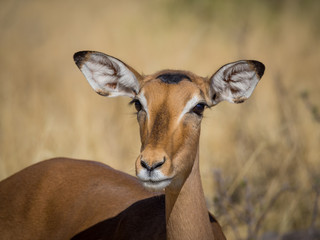 Closeup portrait of beautiful curious impala antelope with big ears and eyes in Moremi National Park, Botswana, Africa