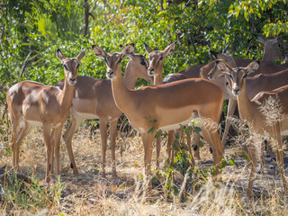 Small herd of female impala antelopes in tree savannah environment looking calm and peaceful in...