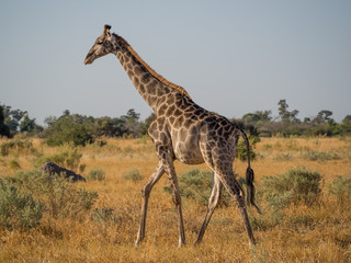 Naklejka na ściany i meble Tall giraffe walking gracefully through dry yellow savannah scenery, Moremi National Park, Botswana