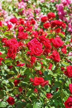 Vivid Flowering Rose Varieties Niccolo Paganini. Meilland France, 1991.