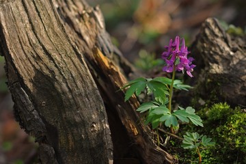 Kokorycz pusta-- corydalis cava