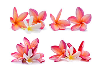 Frangipani flower with water droplets on white background