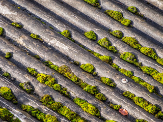 Moos auf Eternitdach