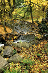 Autumn Landscape. Park in Autumn. The bright colors of autumn in the park 