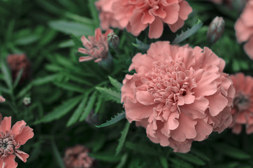 beautiful pink flower