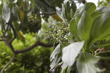 Obraz premium Braided Island Vegetable Cafeteria Tea Japan