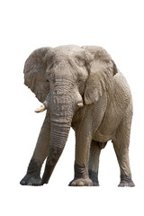African desert Elephant isolated on white background