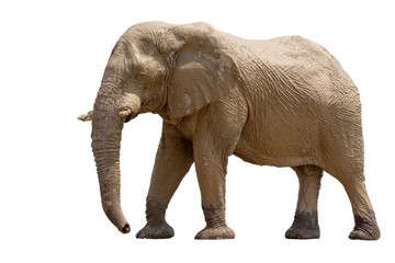 Fototapeta na wymiar African desert Elephant isolated on white background