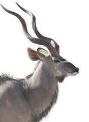 Obraz premium head portrait of an african male kudu isolated on white background