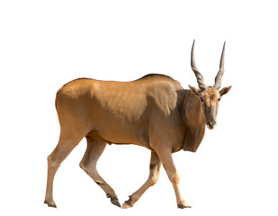 Fototapeta premium full body portrait of a standing eland, isolated on white backgr