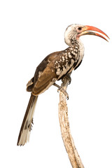 monteiro's hornbill on top of a tree, isolated on white backgrou