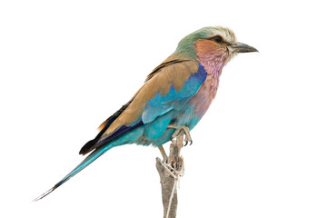 lilac breasted roller sitting on a branch, isolated on white bac