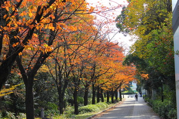 Naklejka premium 辰巳の森海浜公園