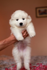 white puppy in hand