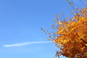 紅葉と青空