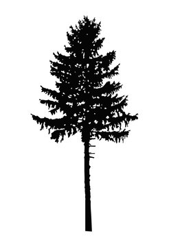 Silhouette of pine tree. Can be used as poster, badge, emblem, banner, icon, sign, decor...