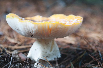 Forest mushroom amanita