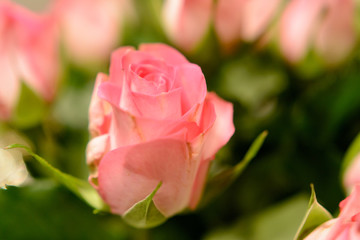 Valentinstag rosa Rose Geschenk Glückwunsch