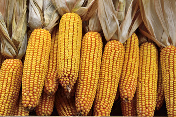 Corn on the cob at food market.