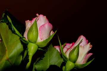 Valentinstag rosa Rose Geschenk Glückwunsch