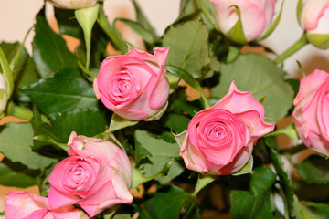 Valentinstag rosa Rose Geschenk Glückwunsch