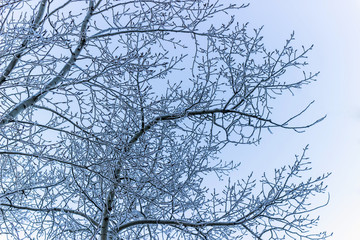 Fototapeta na wymiar White frost covered tree crown in winter