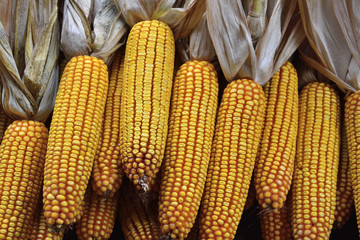 Corn on the cob at food market.
