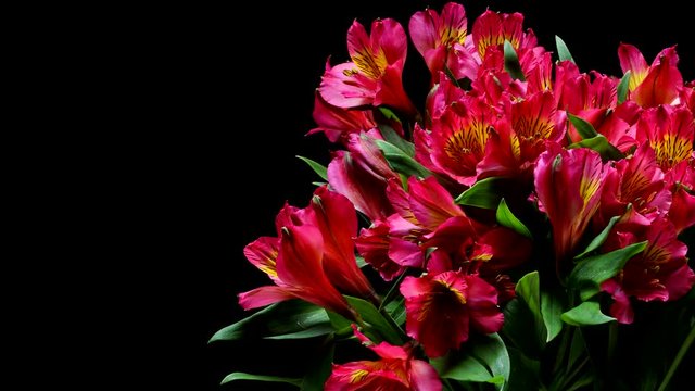Time-lapse of pink and yellow Alstroemeria flowers blooming. Studio shot over black.